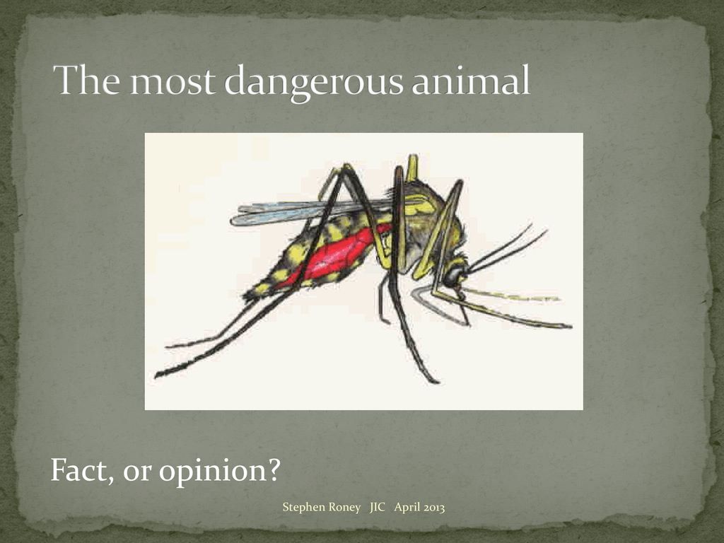 The most dangerous animal