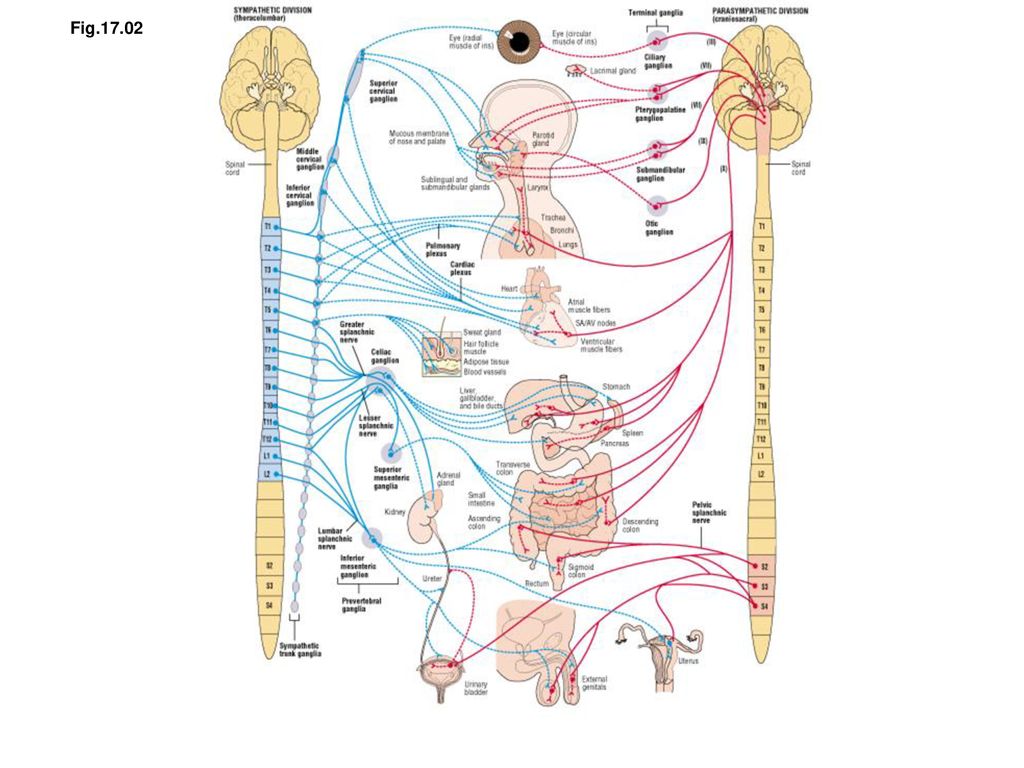 Медитация вегетативной системы. Autonomic Neurology. Fight or Flight rest and Digest вегетативная система. Війна нервів. Symphatic nerve System.
