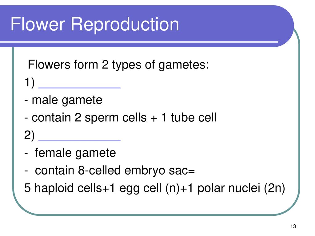 Flower Reproduction Flowers form 2 types of gametes: 1) ____________
