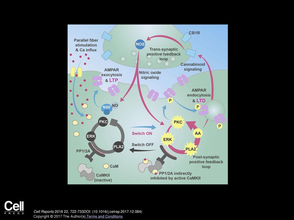 Switching On Depression and Potentiation in the Cerebellum - ppt download
