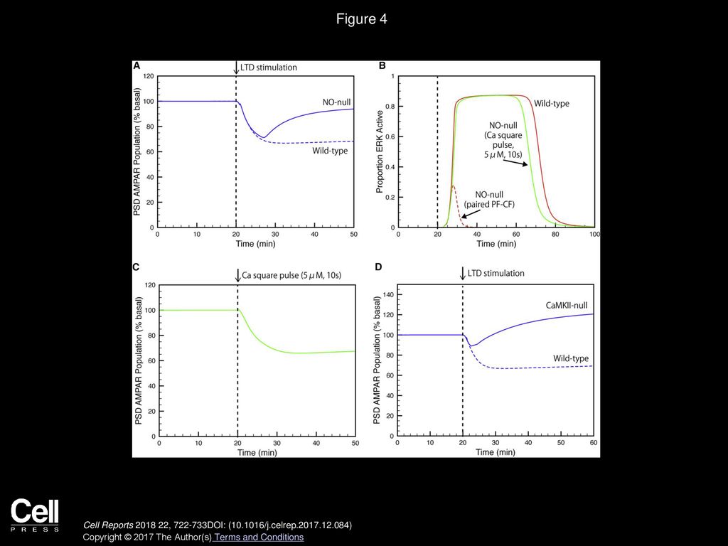 Switching On Depression and Potentiation in the Cerebellum - ppt download image.