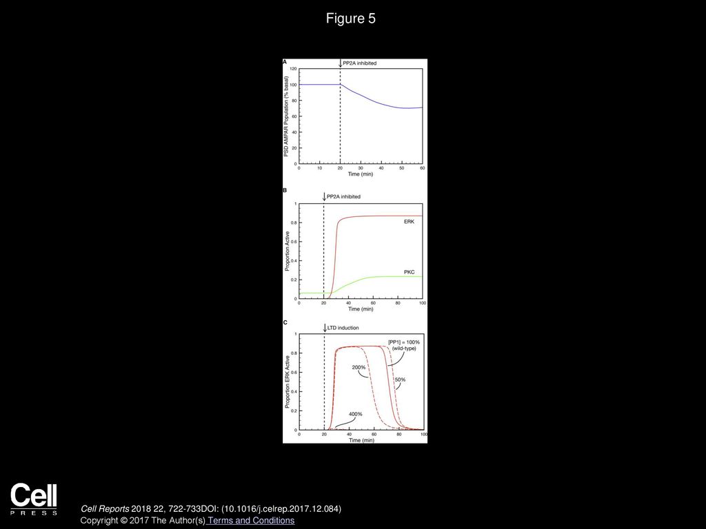 Switching On Depression and Potentiation in the Cerebellum - ppt download
