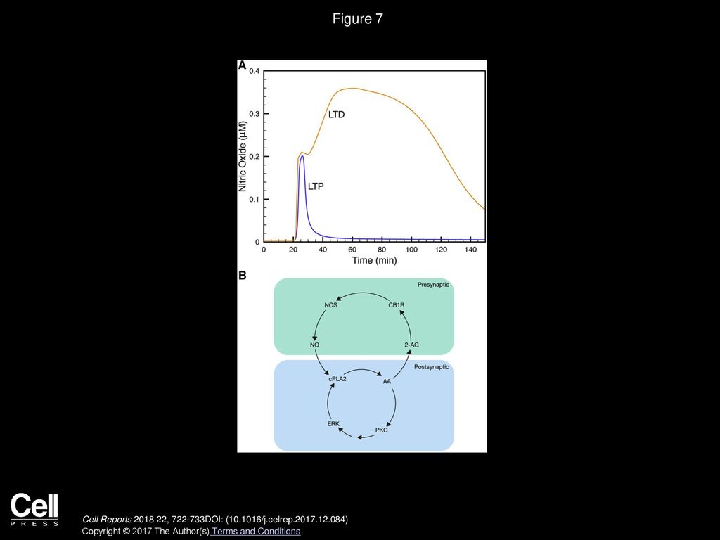 Switching On Depression and Potentiation in the Cerebellum - ppt download