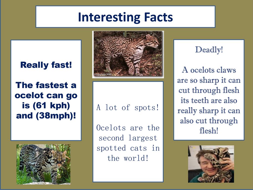 are ocelots fast