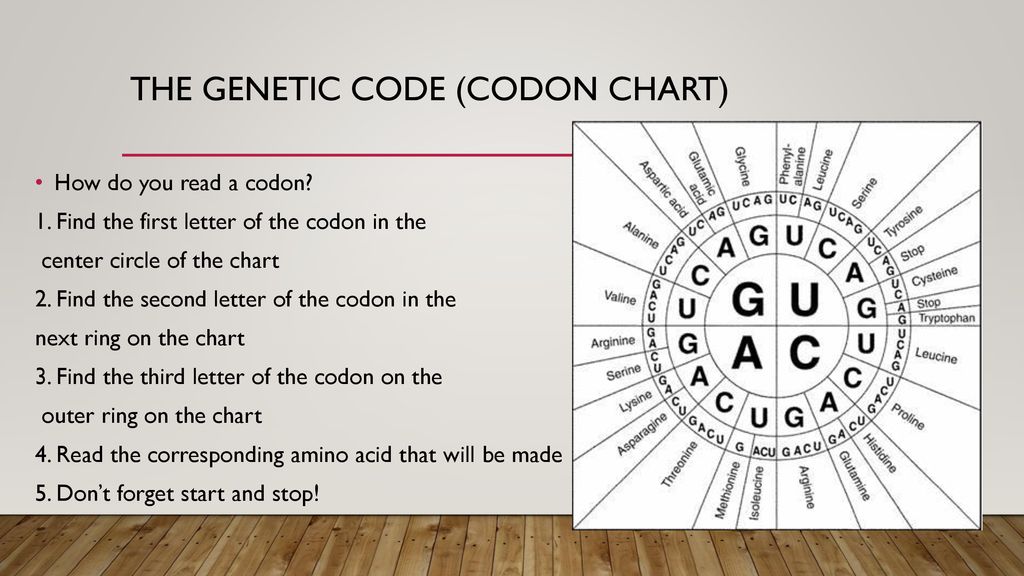 Codon Chart Circle