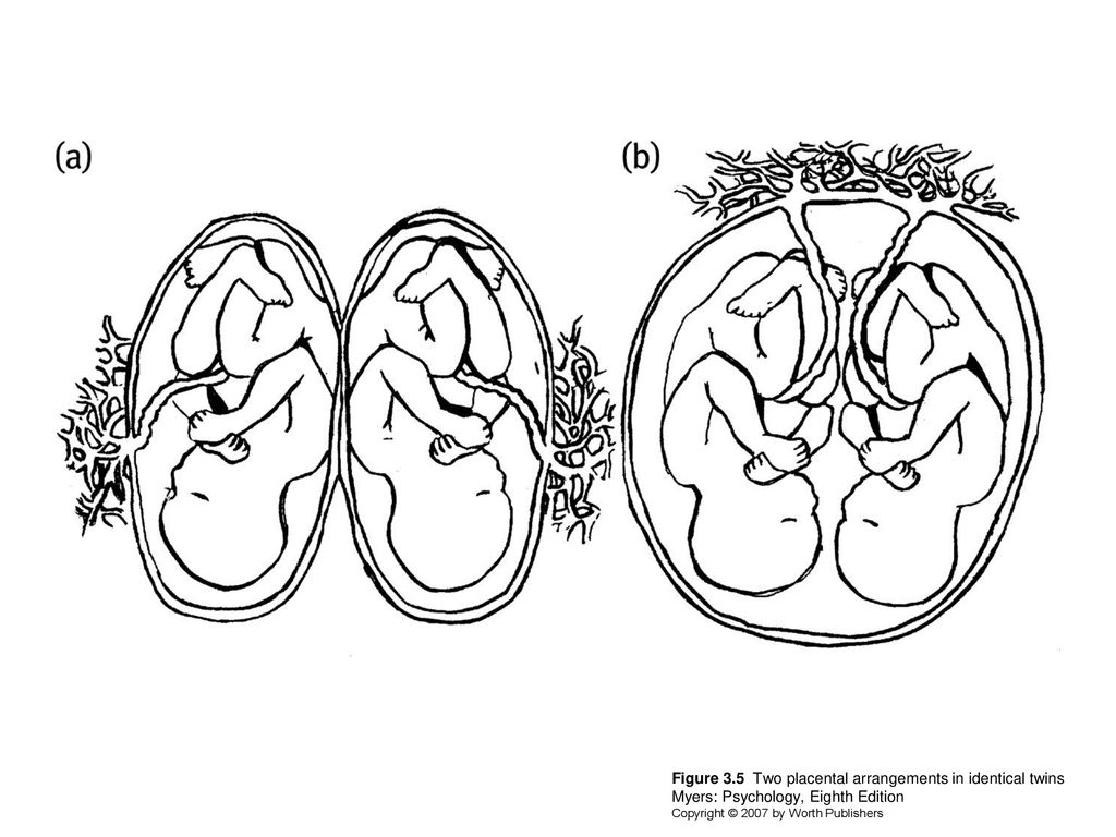 Figure 3.5 Two placental arrangements in identical twins Myers: Psychology, Eighth Edition Copyright © 2007 by Worth Publishers