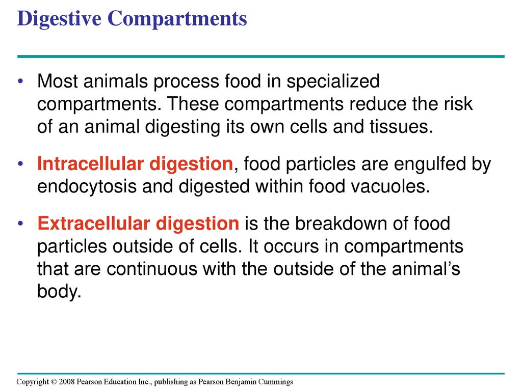 Chapter 41 Animal Nutrition. - ppt download