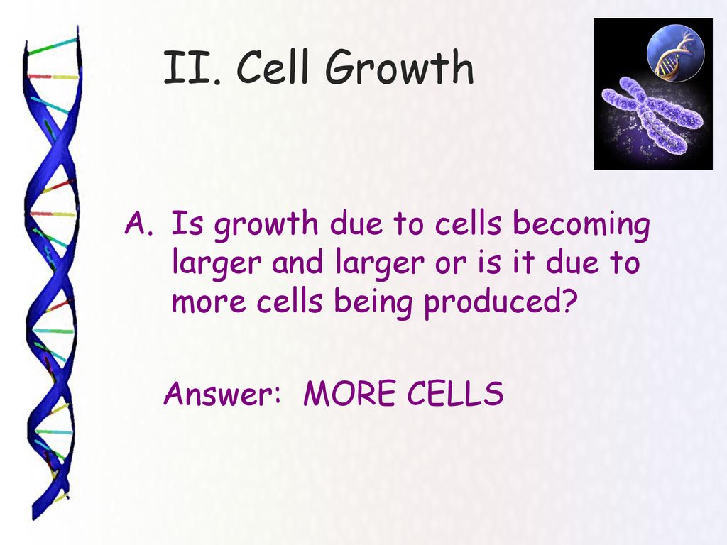 II. Cell Growth Is growth due to cells becoming larger and larger or is it due to more cells being produced