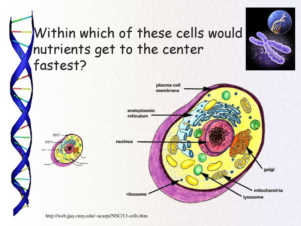 Within which of these cells would nutrients get to the center fastest