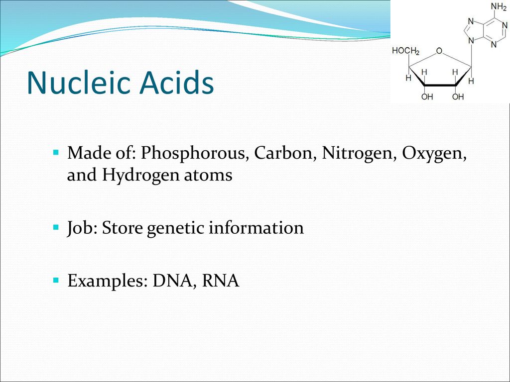 Nucleic Acids Made of: Phosphorous, Carbon, Nitrogen, Oxygen, and Hydrogen atoms. Job: Store genetic information.