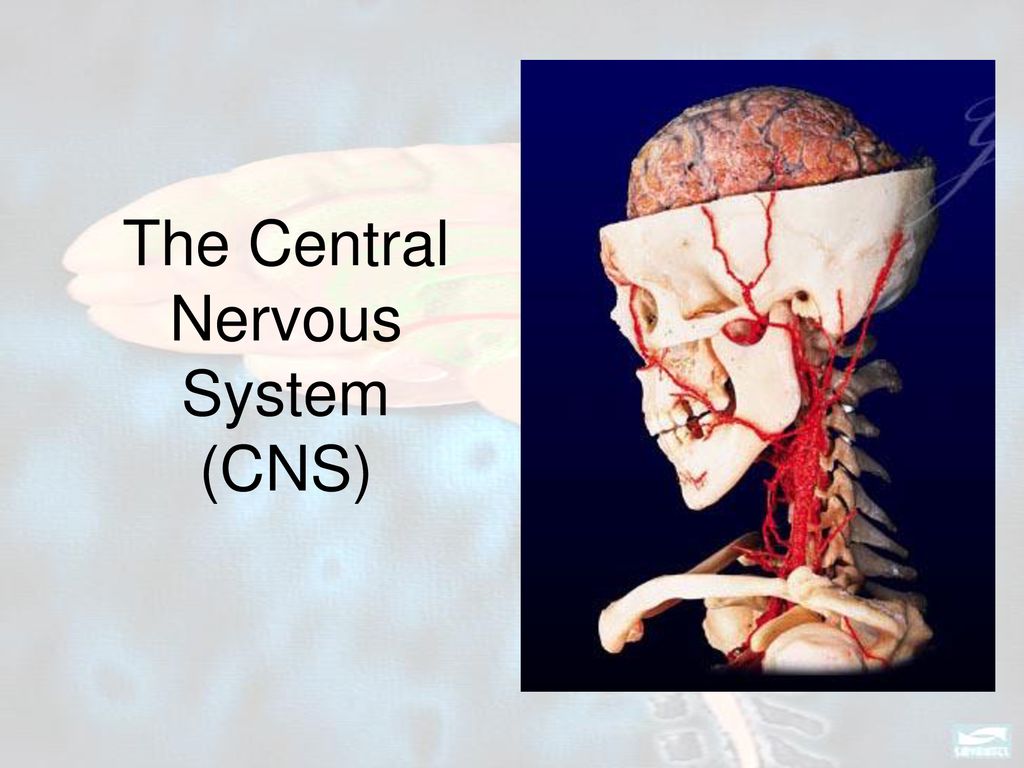 the-central-nervous-system-cns-ppt-download