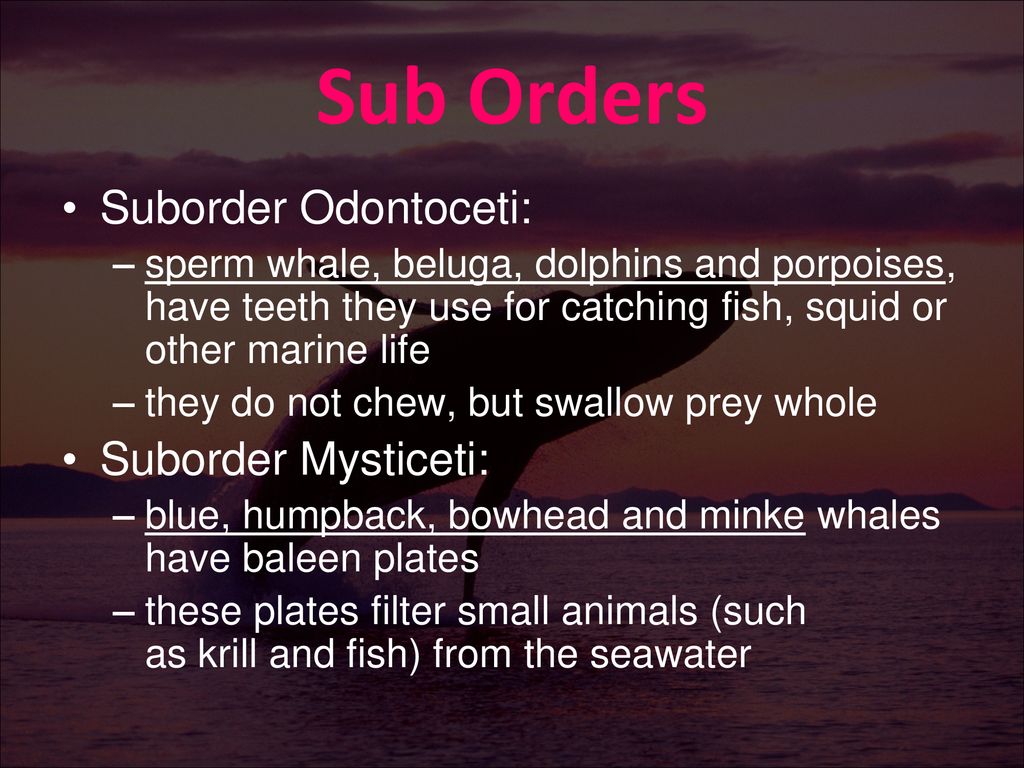 Order Cetacea. - ppt download