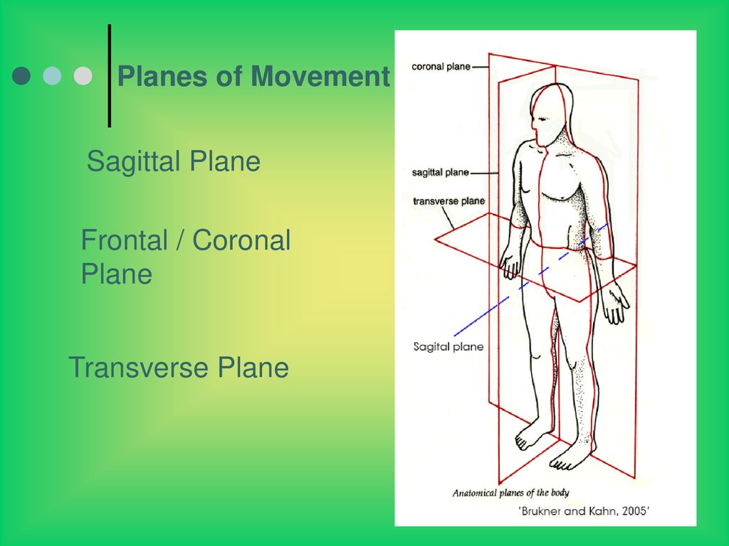 How Babies Learn โฆ Margo Prim Haynes, PT, DPT, MA, PCS Biology Diagrams