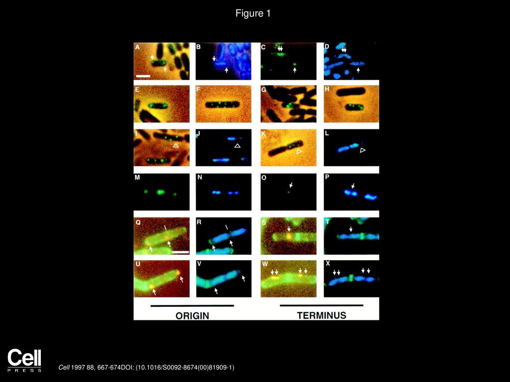 Predivisional Cells Attached To A Bead In Optical Tweezers A Scheme Of