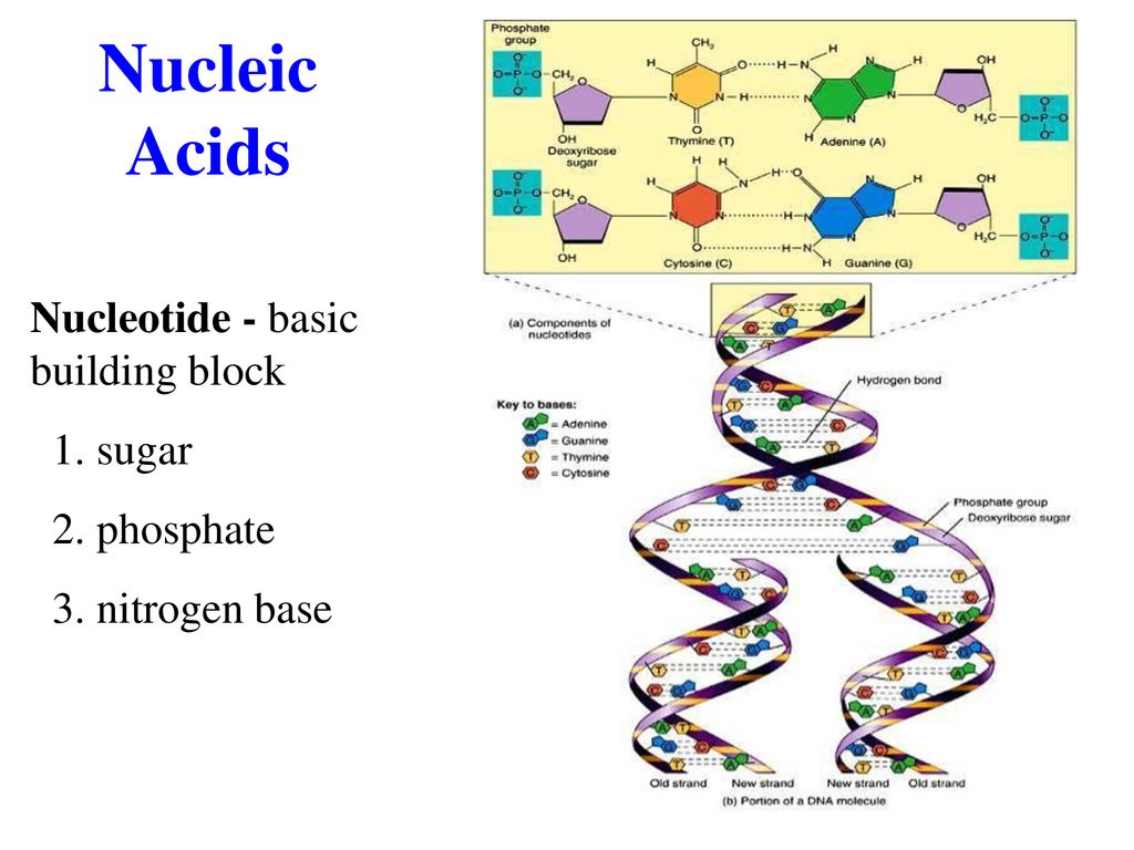 The Chemical Level of Organization ppt download