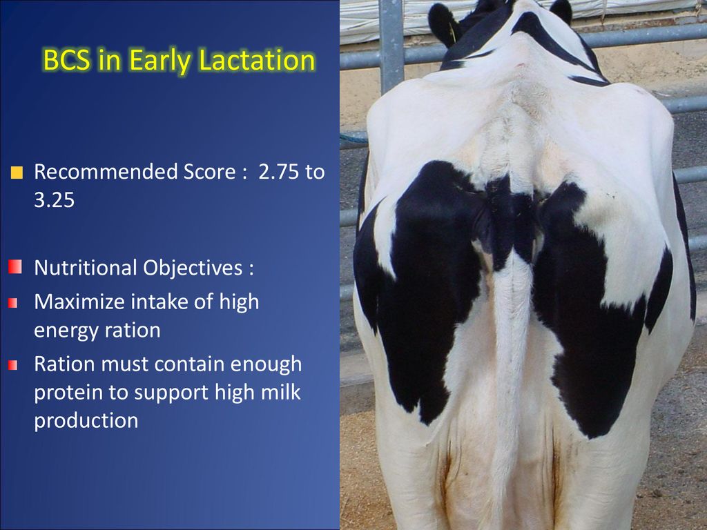 Body Condition Score in Dairy Cattle - ppt download