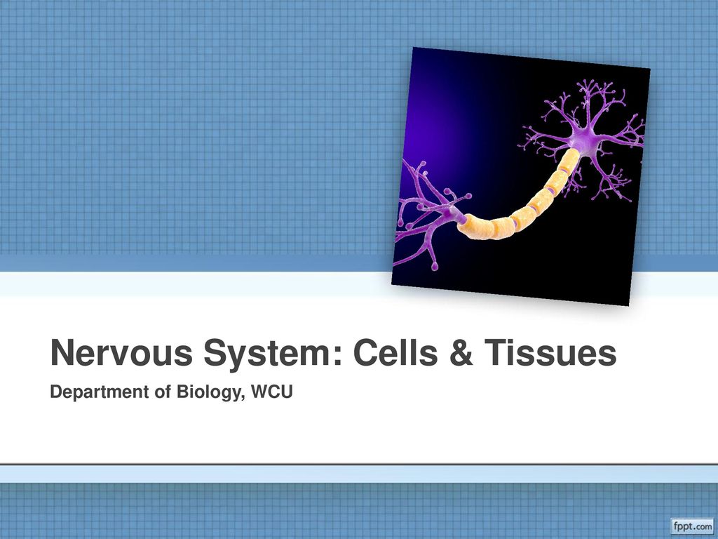 Nervous System: Cells & Tissues