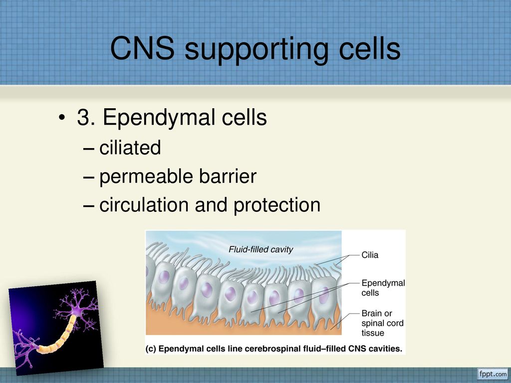 CNS supporting cells 3. Ependymal cells ciliated permeable barrier