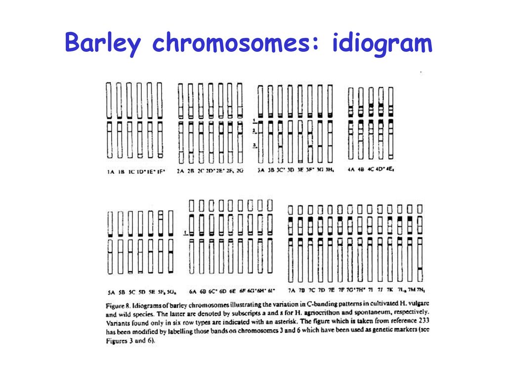 Human Chromosome Idiogram
