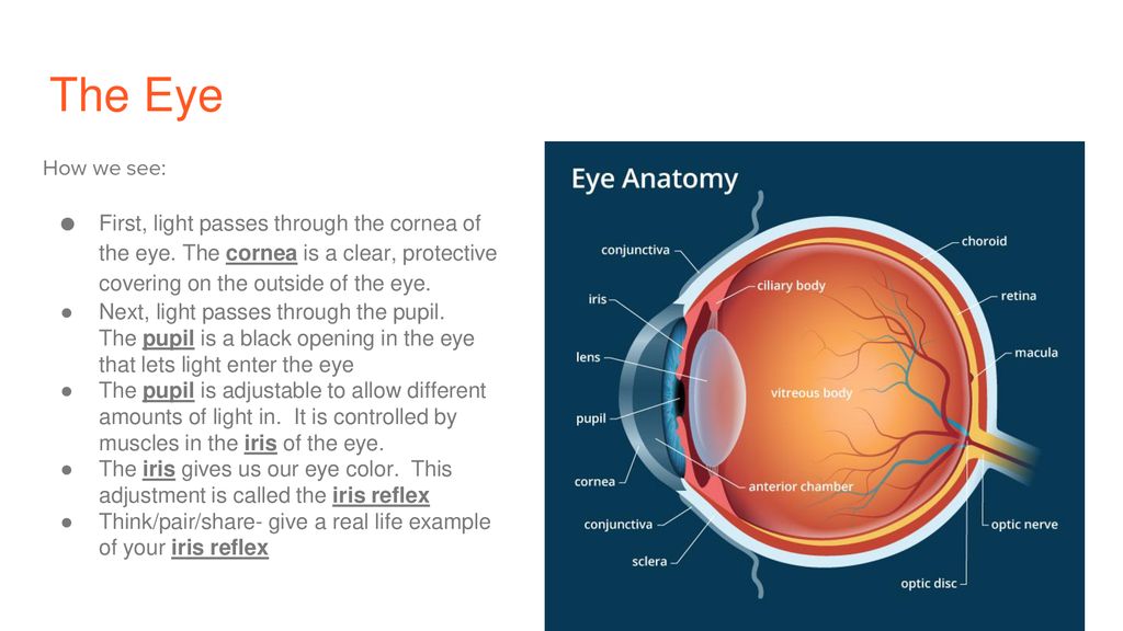 Allow light. Beauty of Joseon retinal Eye. Flow through the Eyes.