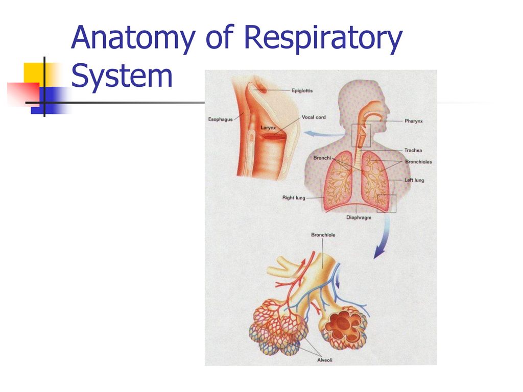 Assessing Clients with Respiratory Disorders Biology Diagrams