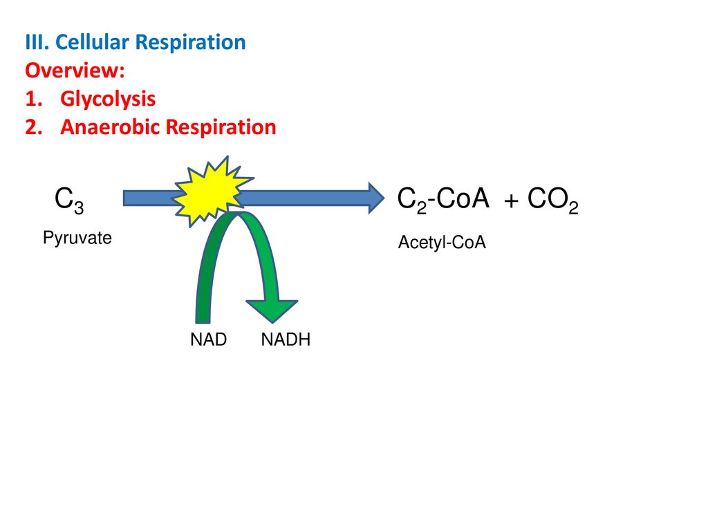 Cell Biology Overview II. Membranes – How Things Get in and Out of ...