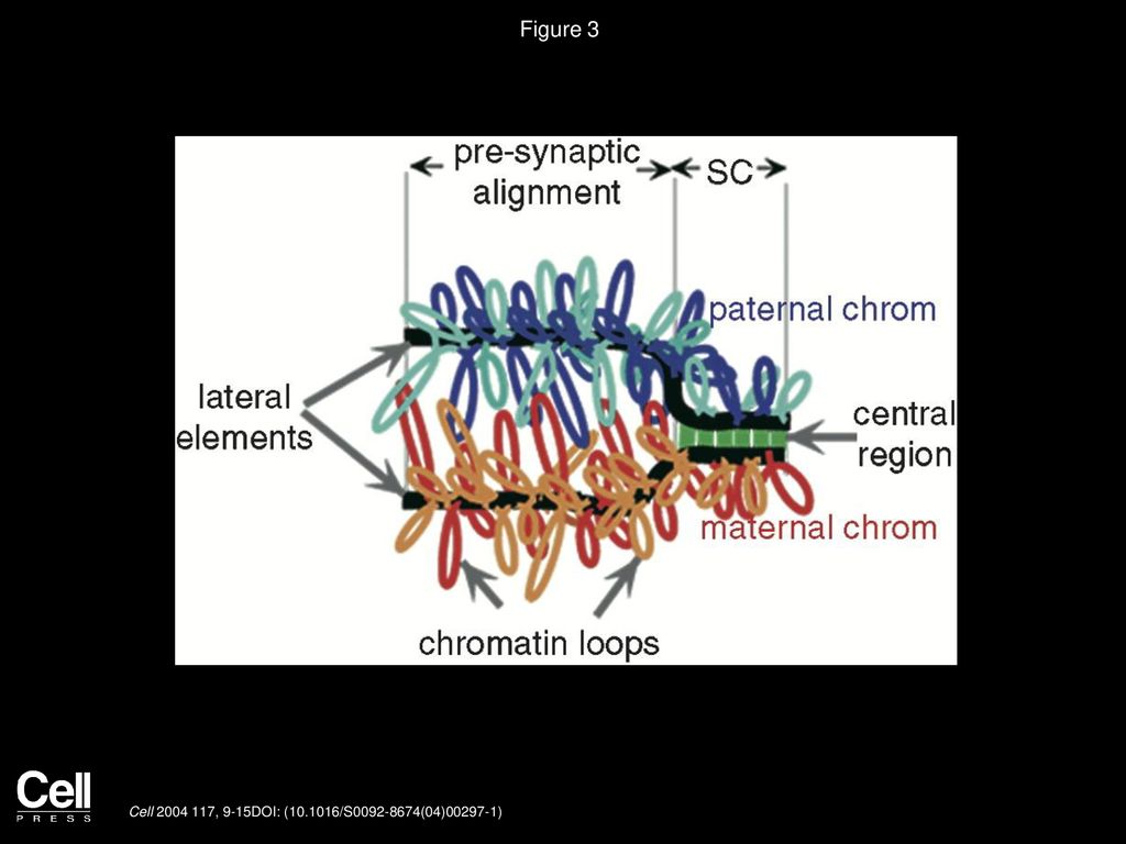 Early Decision Cell Volume 117, Issue 1, Pages 9 Biology Diagrams