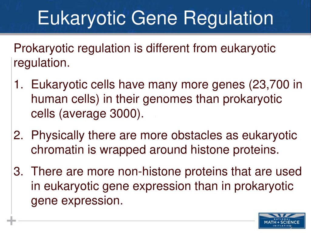 Eukaryotic Gene Regulation