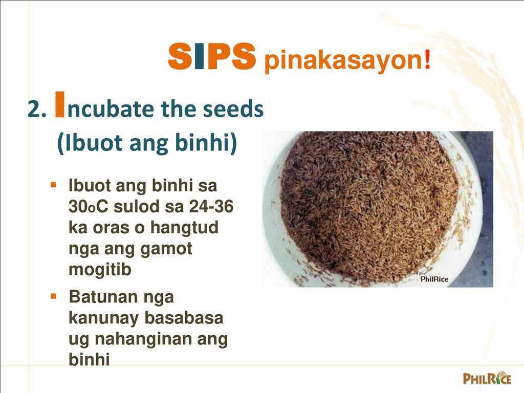 SIPS pinakasayon! 2. Incubate the seeds (Ibuot ang binhi)