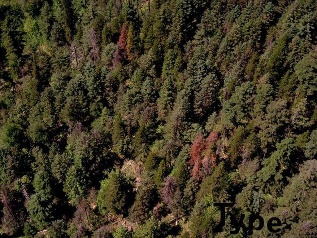 Tree Species Identification ppt download