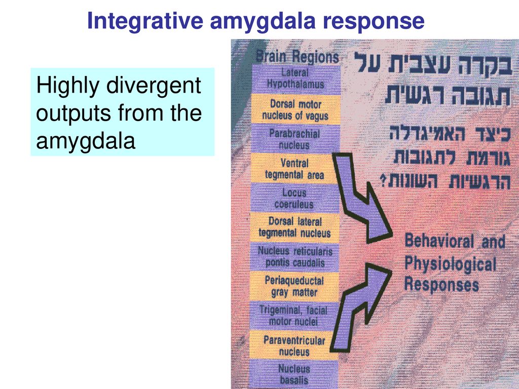 Integrative amygdala response