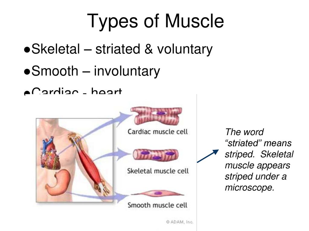 muscular-system-ppt-download