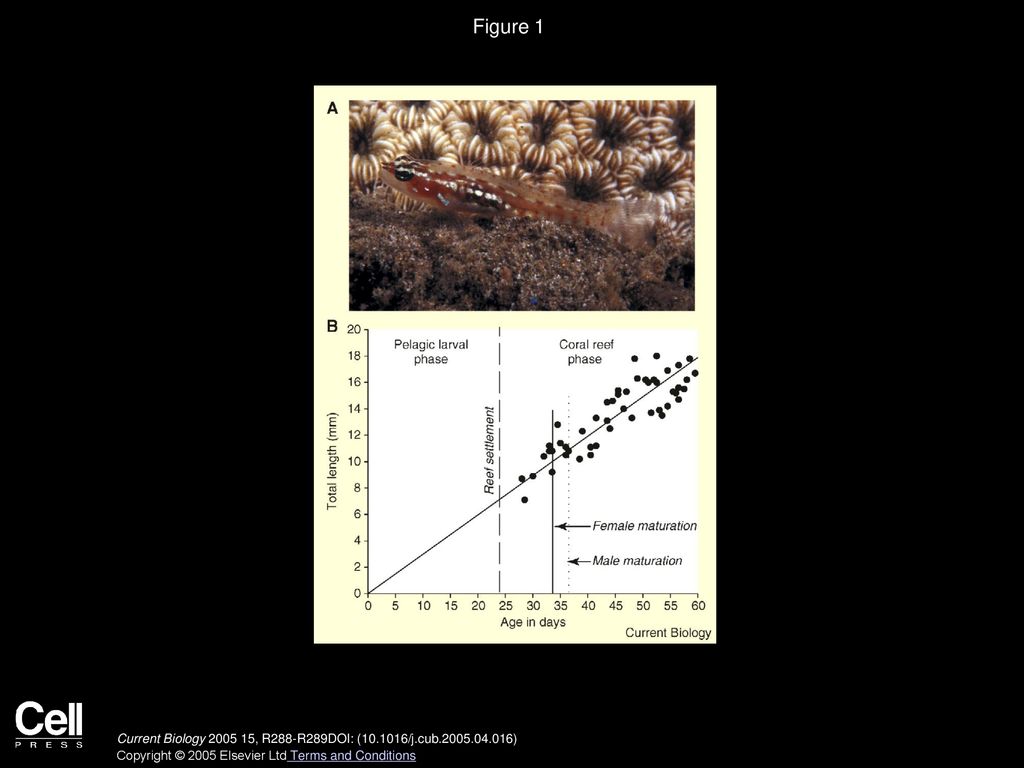 Shortest recorded vertebrate lifespan found in a coral reef fish ppt