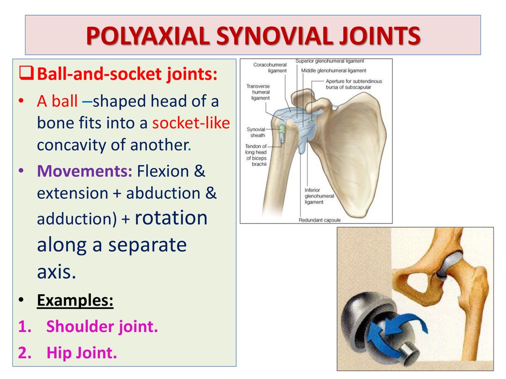 JOINTS By Dr.Sanaa Alshaarawy. - ppt download