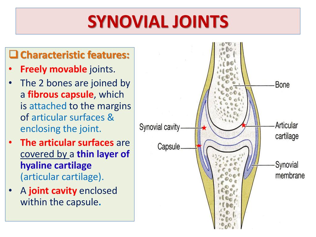 Joints By Dr Sanaa Alshaarawy Ppt Download Joints By Dr Sanaa Alshaarawy Ppt Download