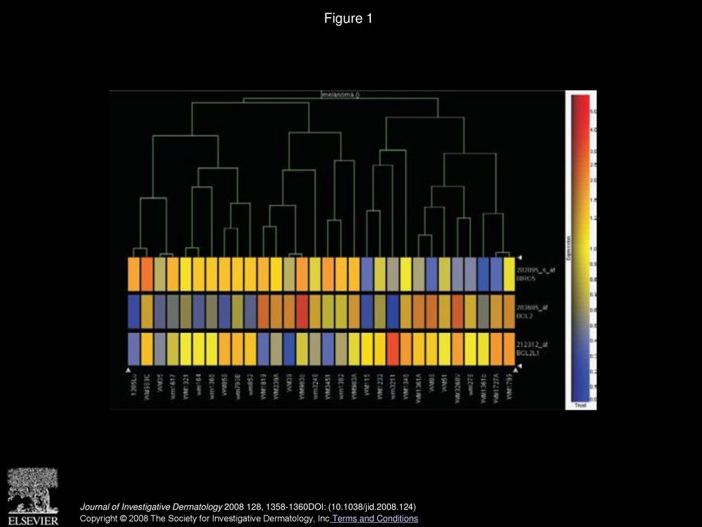 Unraveling the mysteries of igf 1 signaling in melanoma ppt download