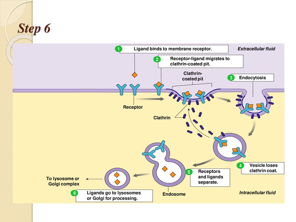 Step 6 1 Ligand binds to membrane receptor. Extracellular fluid 2