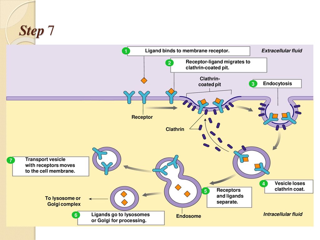 Step 7 1 Ligand binds to membrane receptor. Extracellular fluid 2