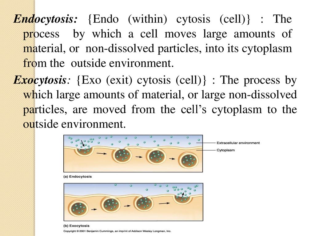 Exocytosis Endocytosis Receptor Mediated Endocytosis Ppt Download Exocytosis Endocytosis Receptor Mediated Endocytosis Ppt Download