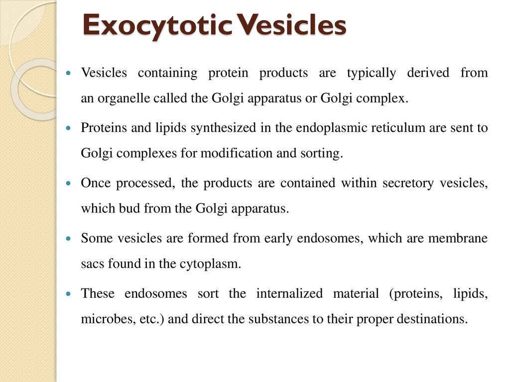 Exocytotic Vesicles Vesicles containing protein products are typically derived from an organelle called the Golgi apparatus or Golgi complex.