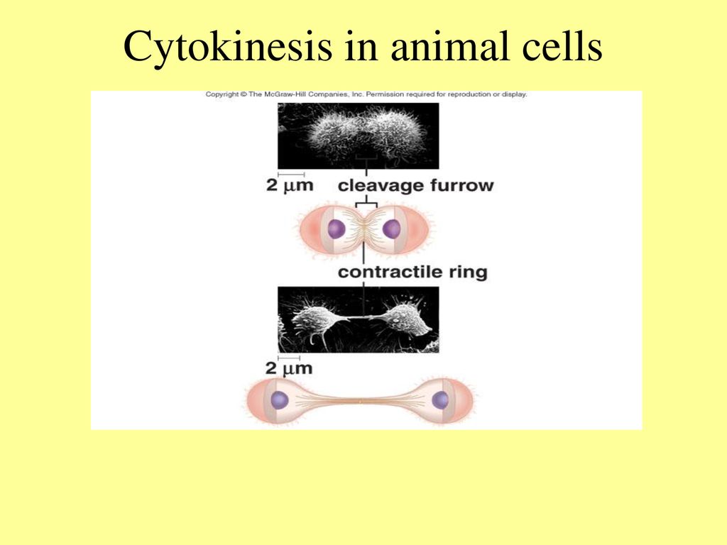 Chapter 10: Cell Growth and Division. Biology Diagrams