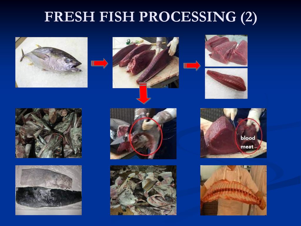fish-processing-fish-waste-ppt-download