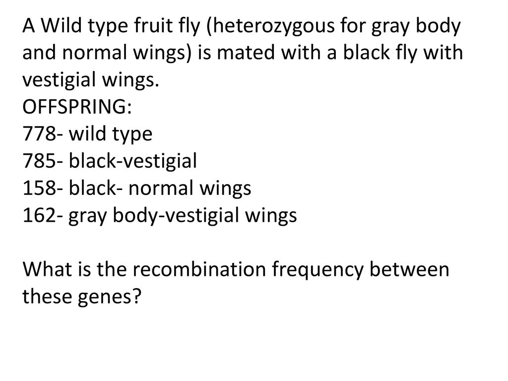 A Wild type fruit fly (heterozygous for gray body and normal wings) is mated with a black fly with vestigial wings.