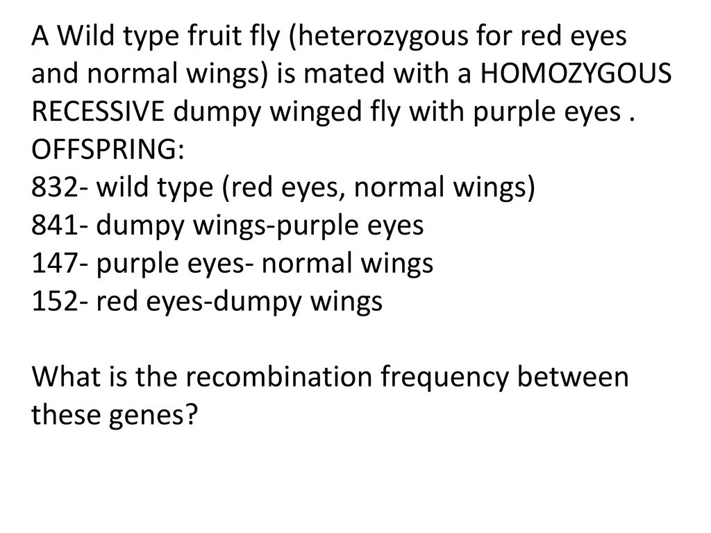 A Wild type fruit fly (heterozygous for red eyes and normal wings) is mated with a HOMOZYGOUS RECESSIVE dumpy winged fly with purple eyes .