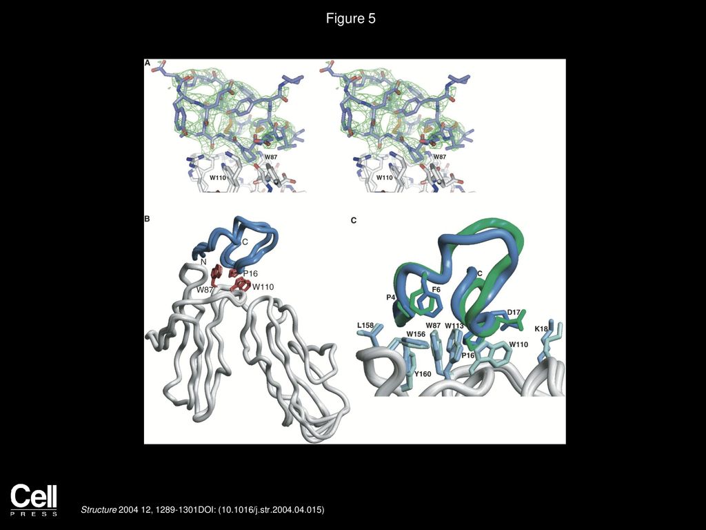 Figure 5 Crystal Structure of e131 Zeta Peptide-Receptor Complex