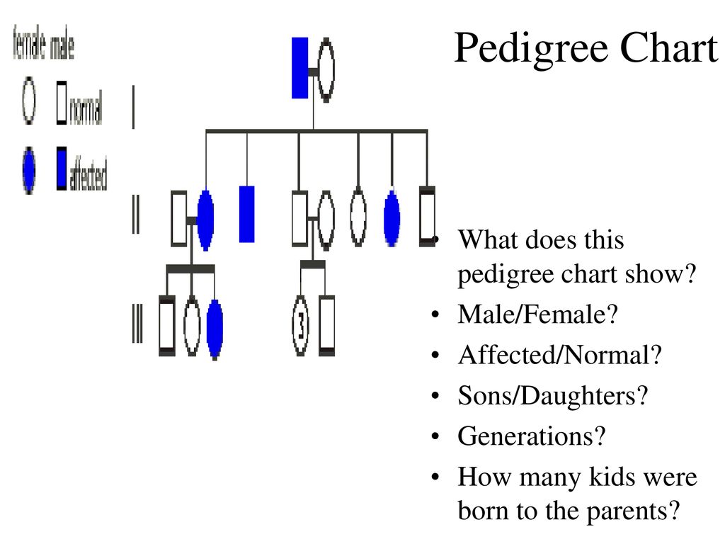 Karyotypes Sex Linked Pedigrees Ppt Download