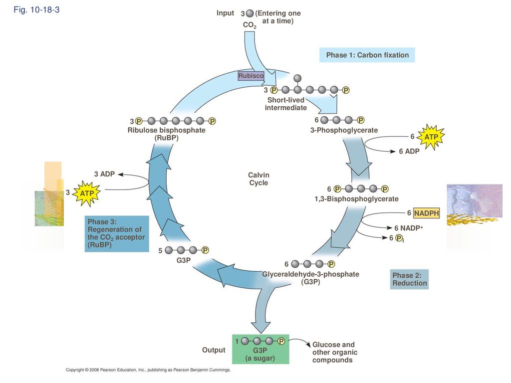 Photosynthesis Chapter ppt download