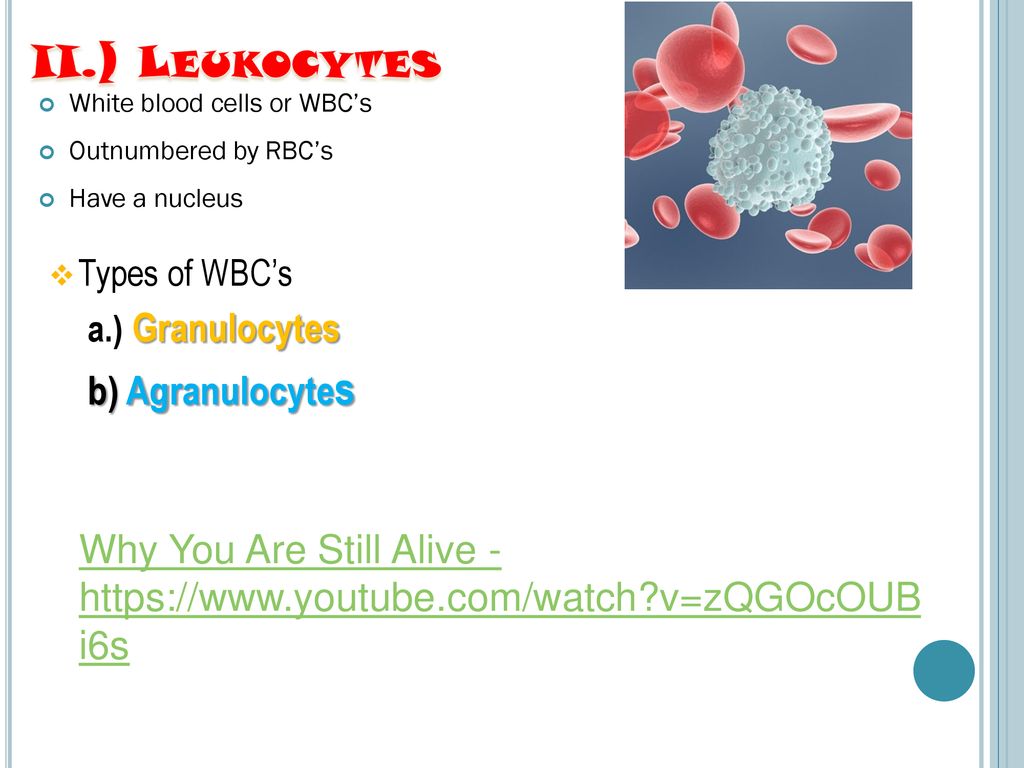 Biology 20 Chapter 11 Blood And Immune System - Ppt Download