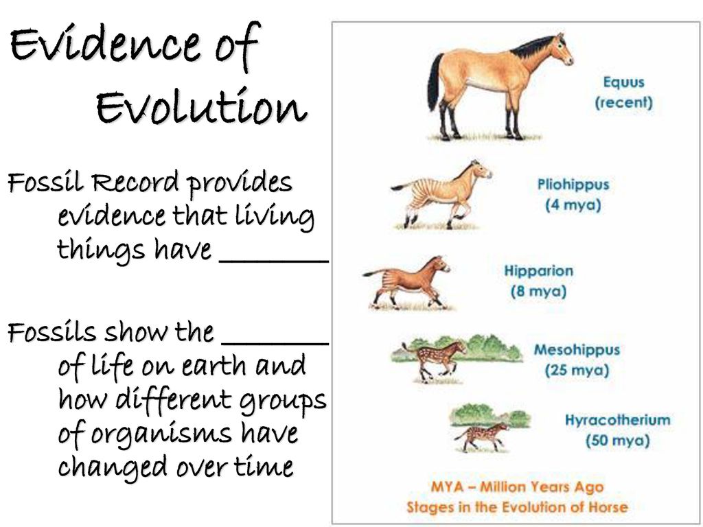The Fossil Record. - ppt download