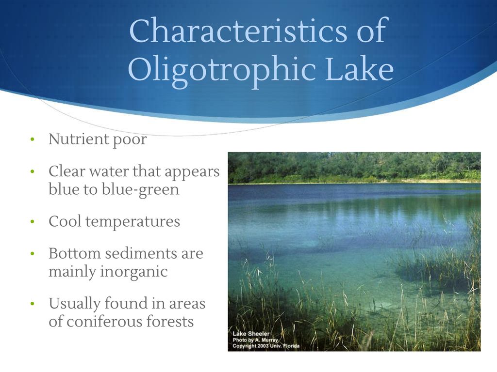 Aquatic Ecosystems. - ppt download